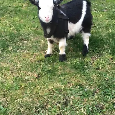 Appartement - Le Befoigneu *