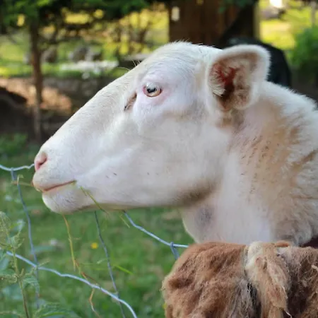 - Le Befoigneu Ferdrupt