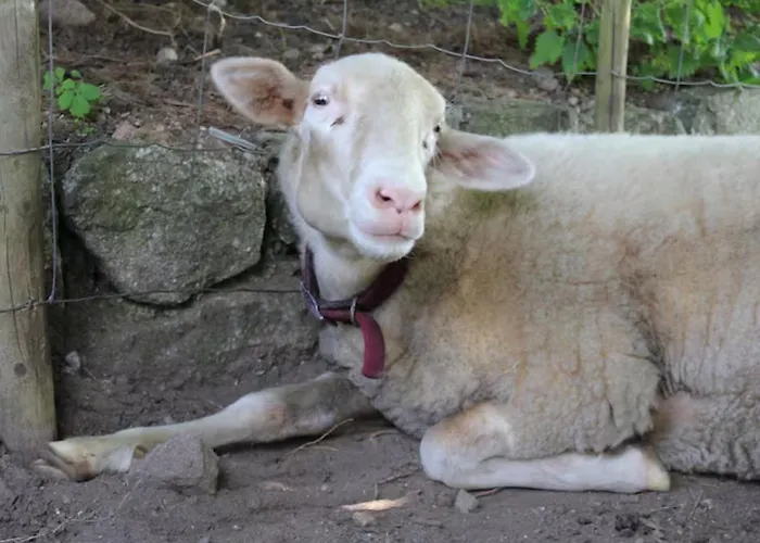 - Le Befoigneu 公寓 *