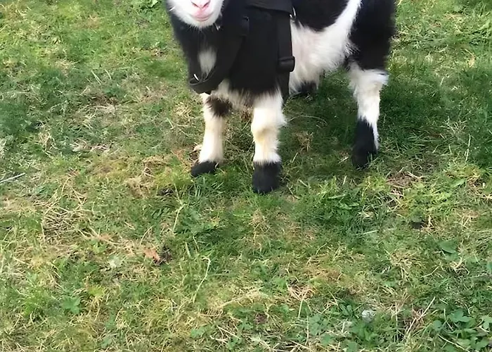 公寓 - Le Befoigneu *