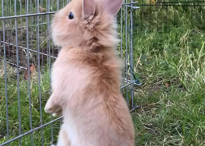 公寓 - Le Befoigneu *