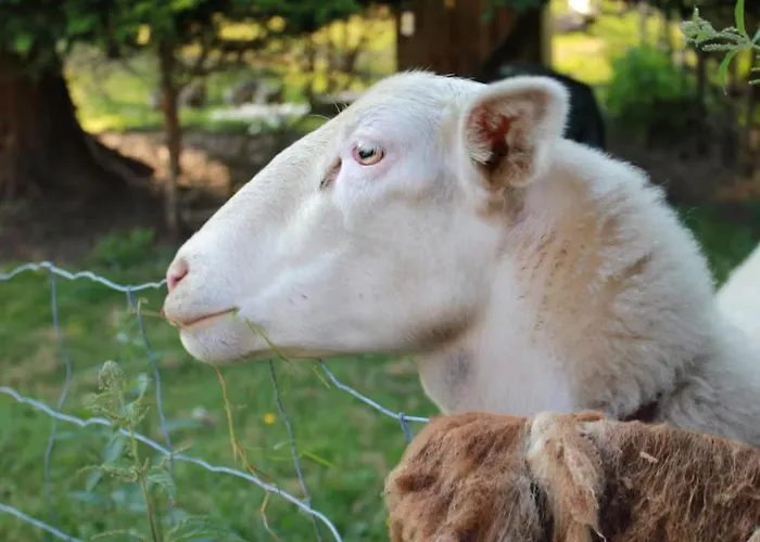 - Le Befoigneu Ferdrupt